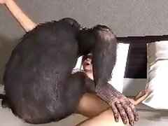Free Zoo porno video